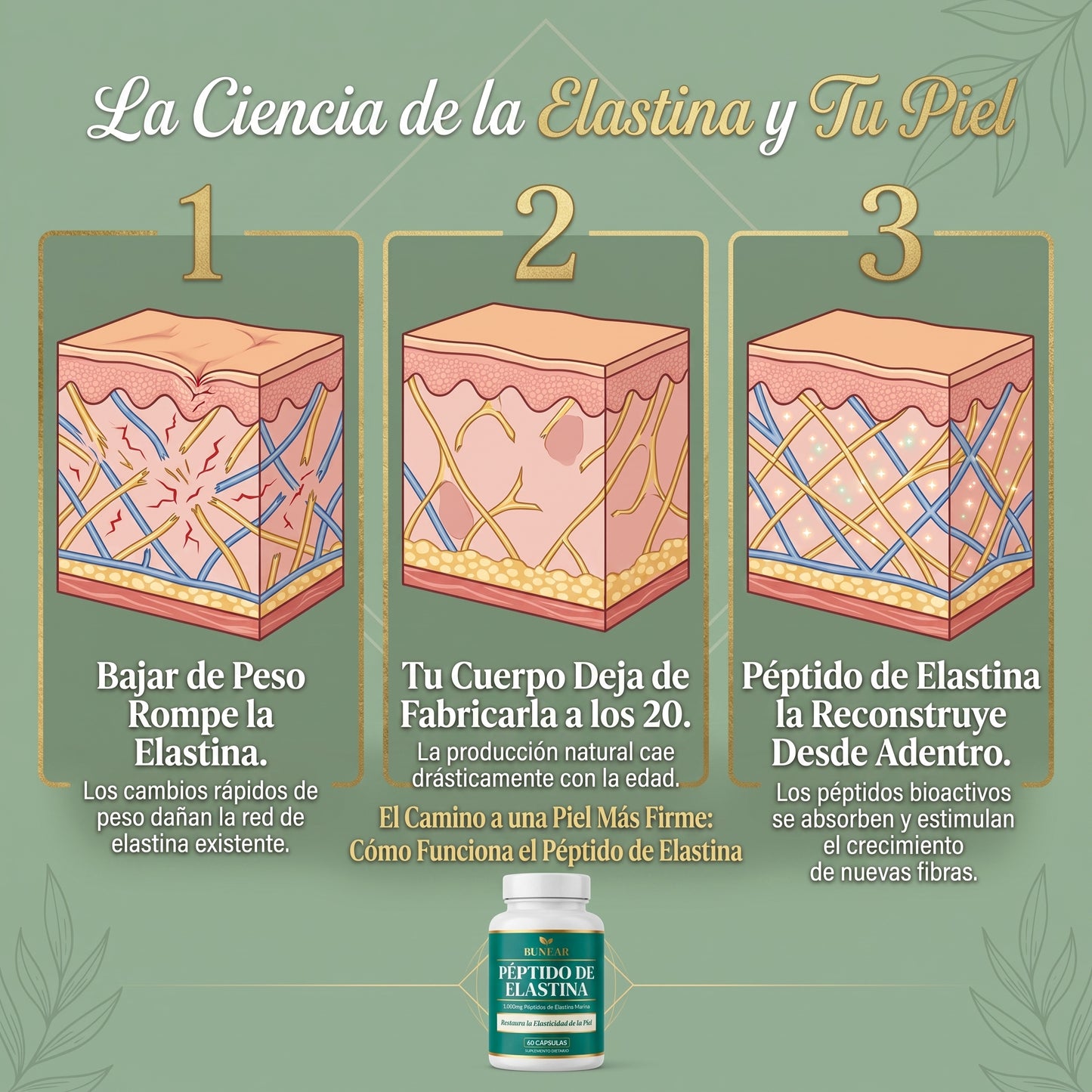 BUNEAR PÉPTIDO DE ELASTINA — FIRMEZA Y ELASTICIDAD DE LA PIEL