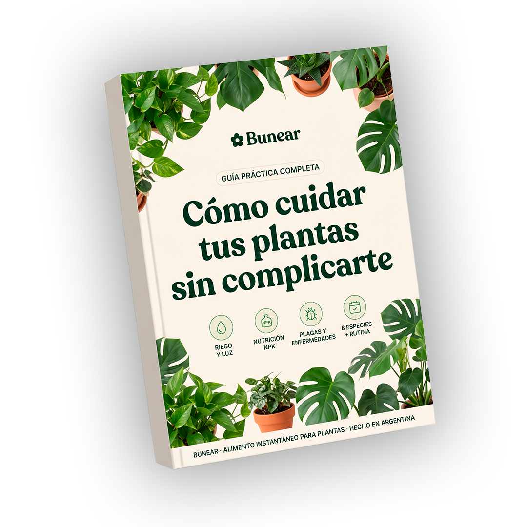 Cómo cuidar tus plantas sin complicarte — Guía digital práctica