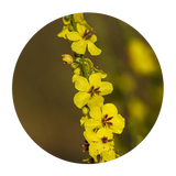 Mullein